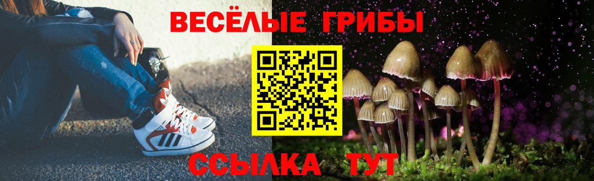 Галлюциногенные грибы Psilocybe Топки